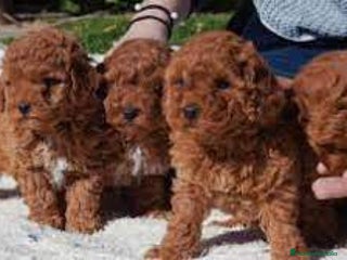 Caniche Toy perros - Anuncio 14