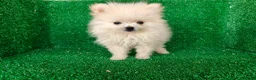 Pomerania perros en venta: Pomerania  - Anuncio 4