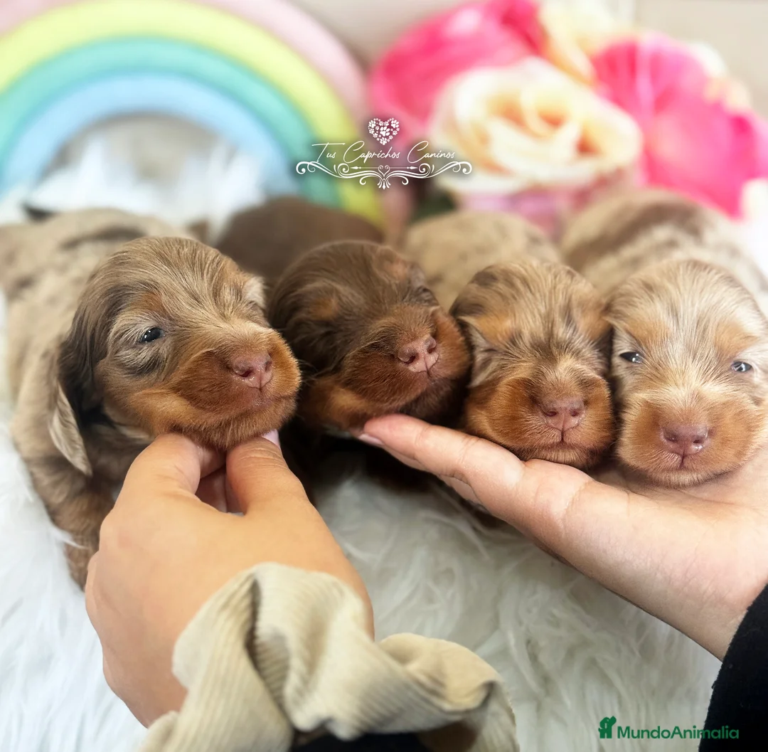 Teckel perros en venta: TUS CAPRICHOS CANINOS /// TECKEL DE PELO LARGO  en Cantabria - Anuncio 3