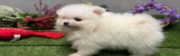 Pomerania perros en venta: Pomerania excelentes cachorros - Anuncio 2