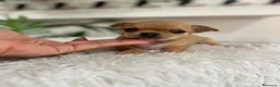 Chihuahua perros en venta: CHIHUAHUA HEMBRA - Anuncio 6