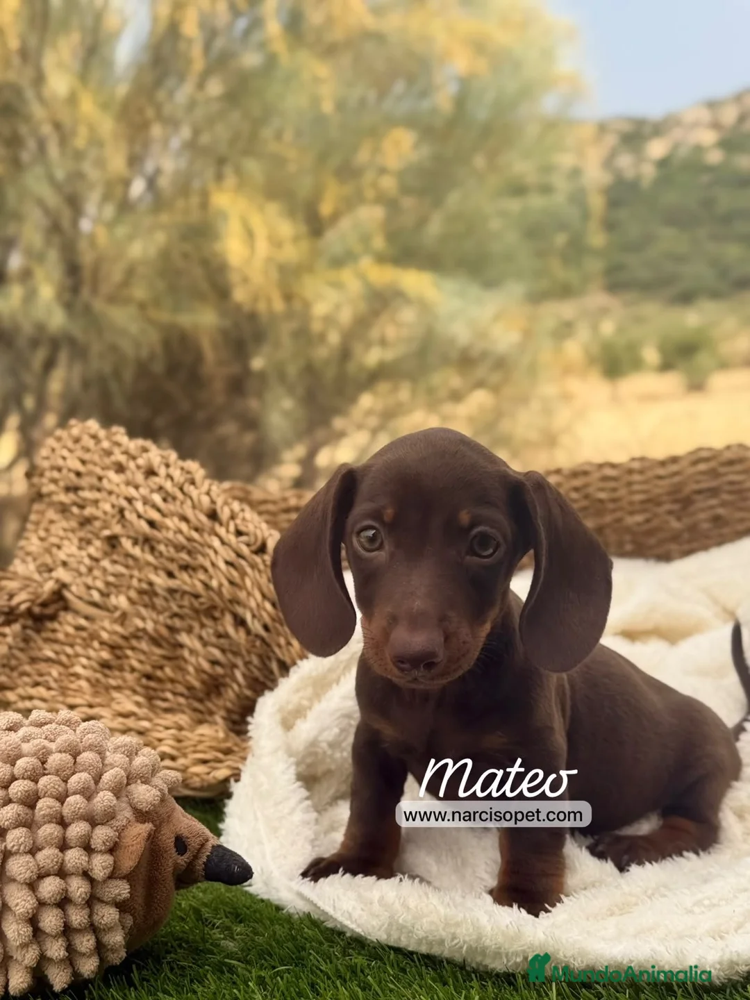 Teckel Miniatura perros en venta: TECKEL MACHO - Anuncio 2