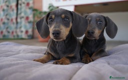 Teckel Miniatura perros en venta: 🌙 Tiko y Monchi – Teckel miniatura silver-blue 🐾 - Imagen 7
