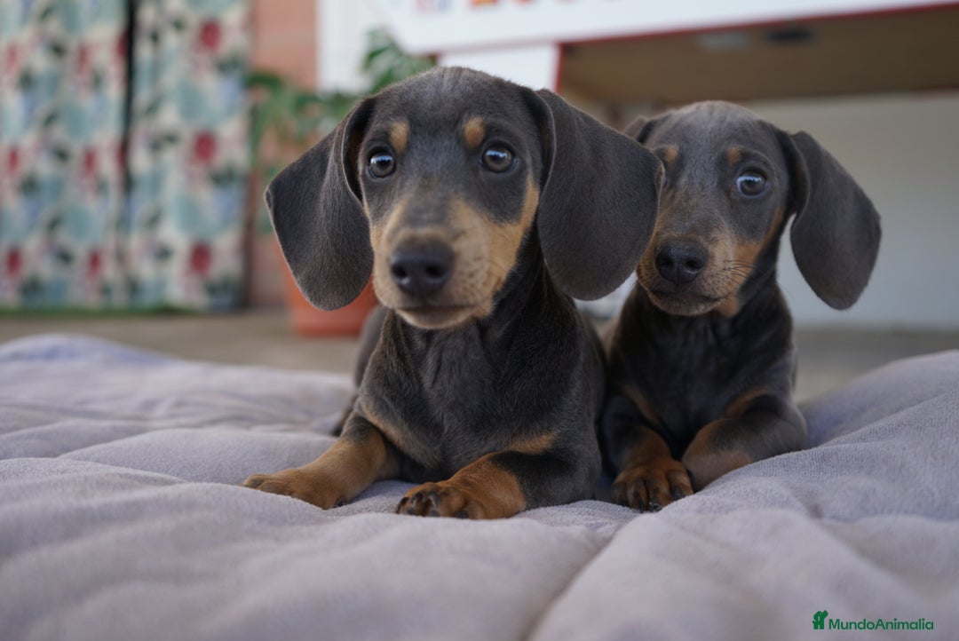 Teckel Miniatura perros en venta: 🌙 Tiko y Monchi – Teckel miniatura silver-blue 🐾 - Imagen 7
