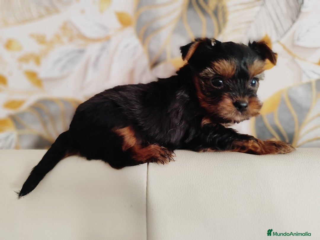 Yorkshire Terrier perros en venta: Yorkshire terrier toy - Anuncio 14