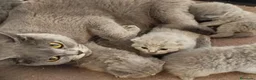 Británico de Pelo Corto gatos en venta: British Shorthair  - Anuncio 3