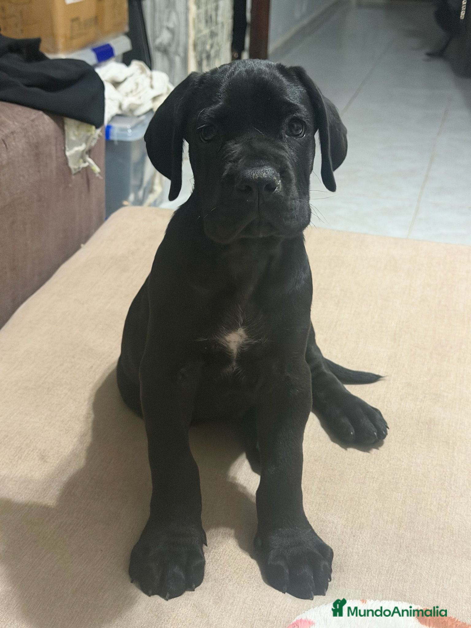 Cane Corso perros Cane corso últimos cachorros precio real - Anuncio 1