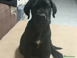 Cane Corso perros Cane corso últimos cachorros precio real - Anuncio 1
