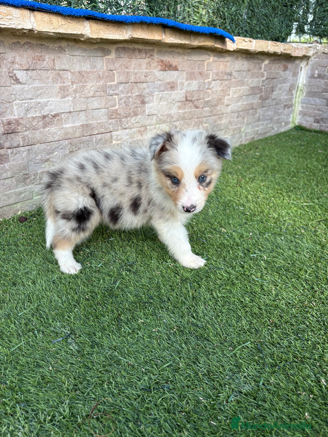 Border Collie perros en venta: Disponible cachorro macho Border collie merle - Imagen 7