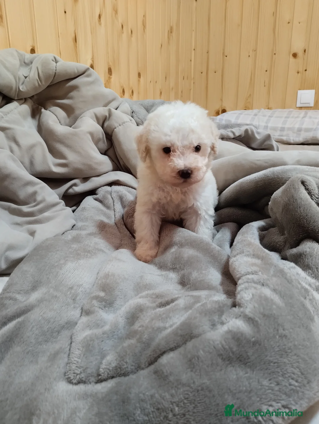 Caniche Toy perros en venta: Caniches toy en Málaga - Anuncio 2
