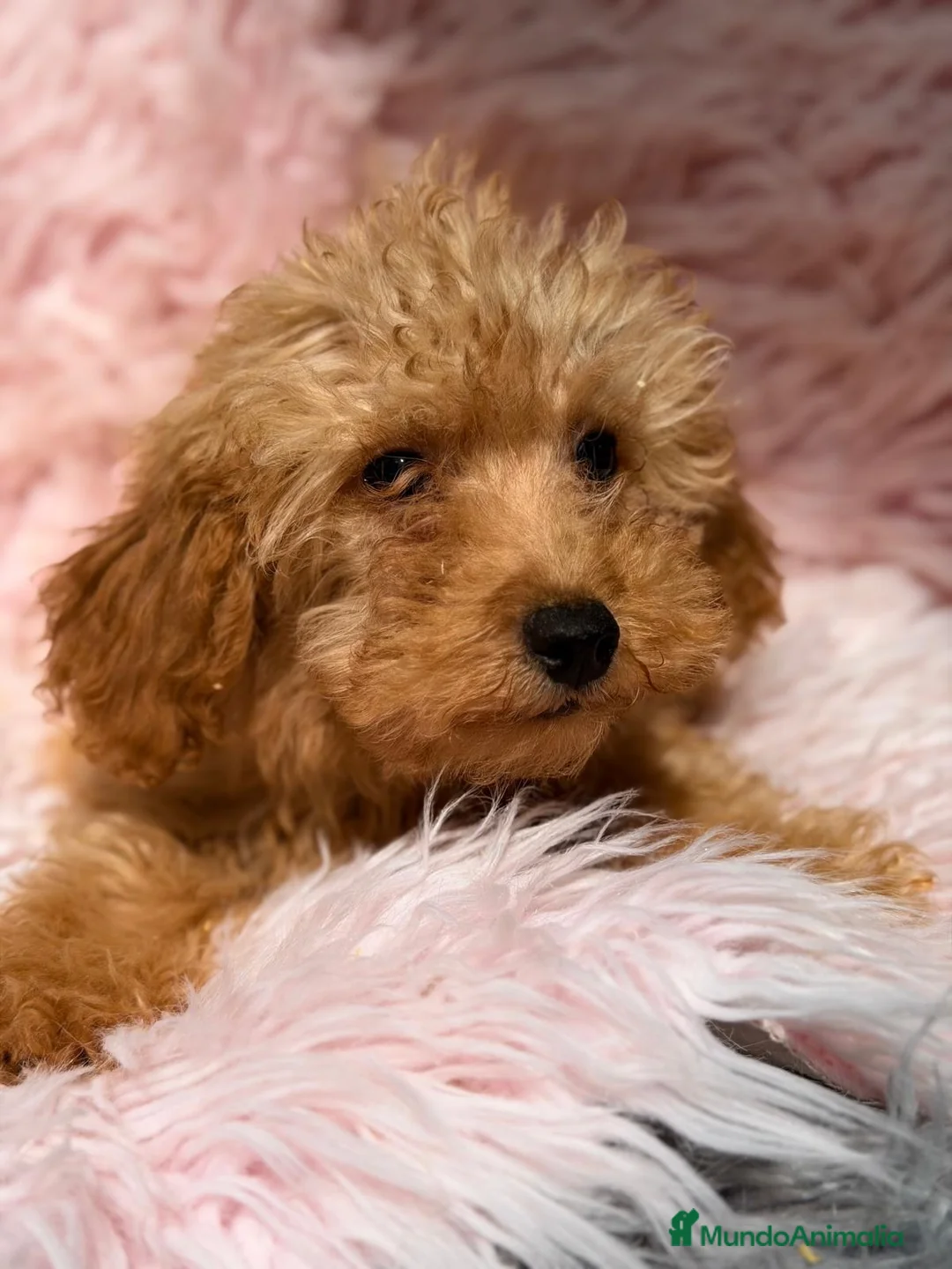 Maltipoo perros en venta: MALTIPOO HEMBRA  - Anuncio 2