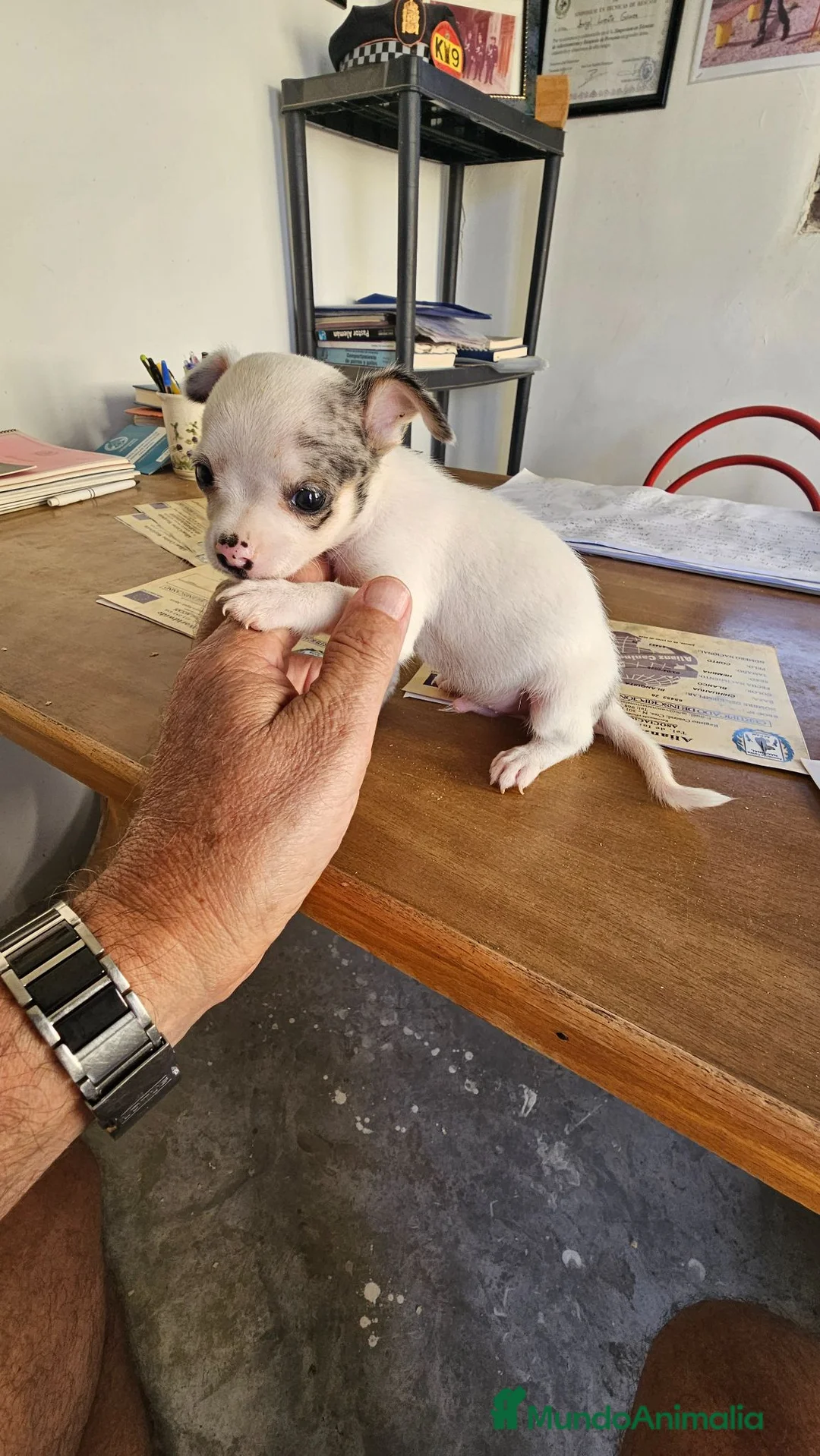 Chihuahua perros en venta: OFERTA  chihuahua mini 650 - Anuncio 2