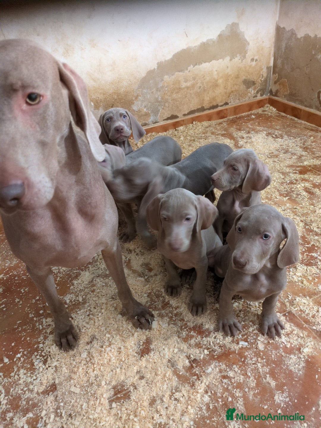 Braco de Auvernia perros en venta: Preciosas Hembras de Braco de Weimar - Anuncio 2