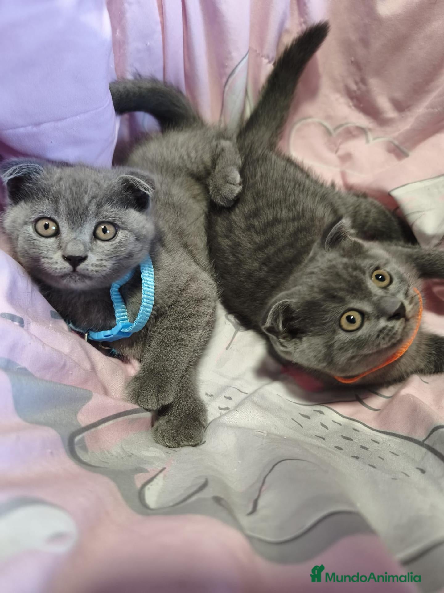 Scottish Fold gatos Scottish fold blue - Anuncio 2