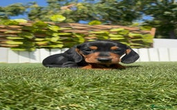 Teckel Miniatura perros en venta: TECKEL MINIATURA - Imagen 11