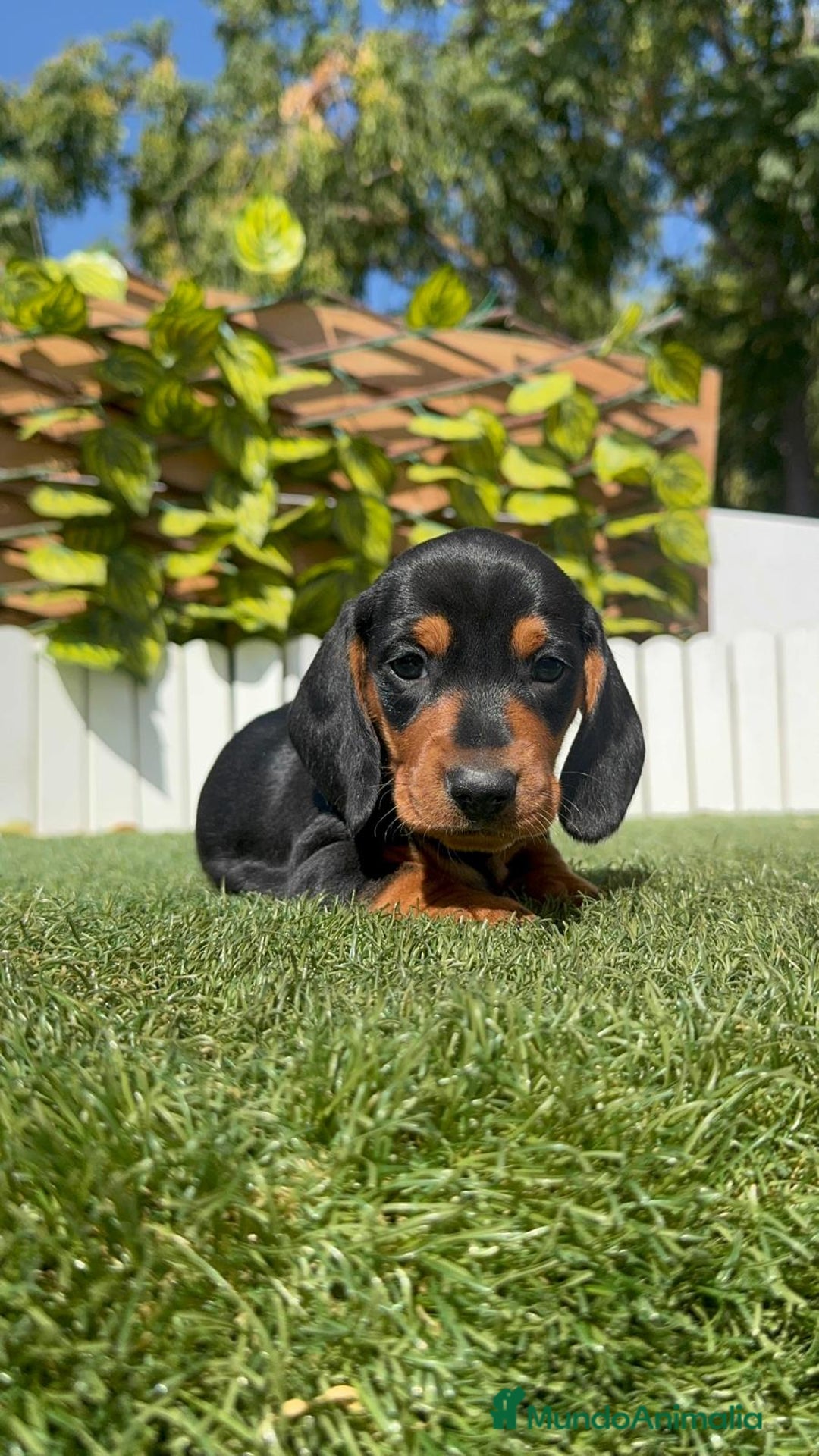 Teckel Miniatura perros en venta: TECKEL MINIATURA - Imagen 11