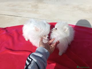 Pomerania perros Pomerania de Lulú en Badajoz - Anuncio 25