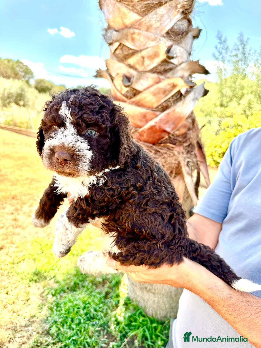 Perro de Agua Español perros en venta: Perro de Agua - Imagen 1