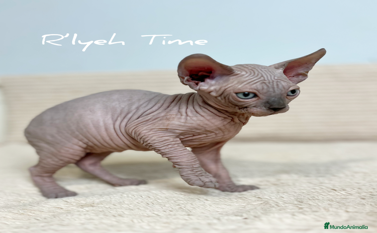 Sphynx gatos - Anuncio 1