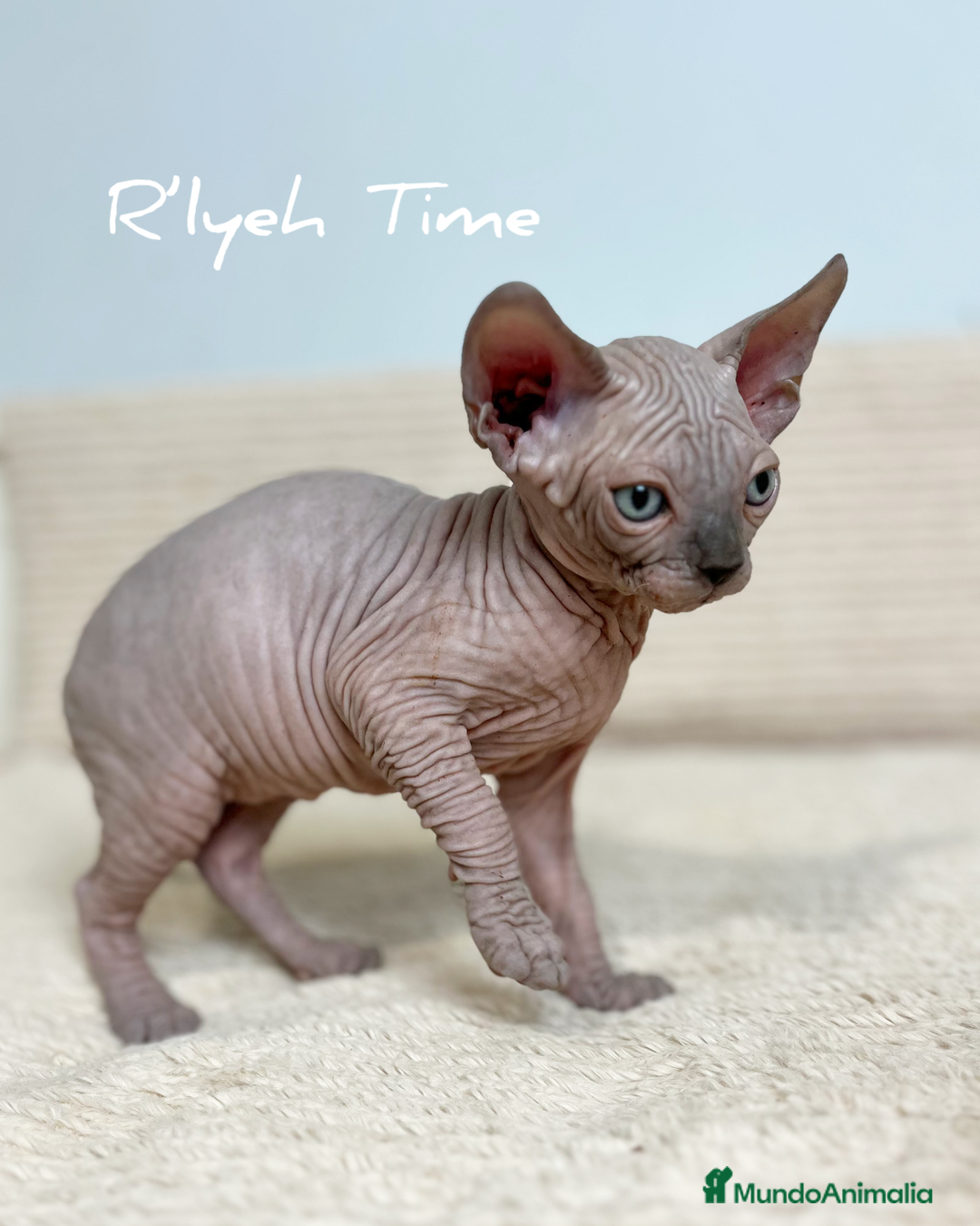 Sphynx gatos en venta: Sphynx - Imagen 1