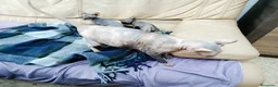 Sphynx gatos en venta: Gatitos Egipcios  - Anuncio 13