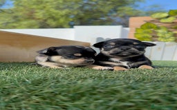 Chihuahua perros en venta: CHIHUAHUA-OJOS AZULES - Imagen 17
