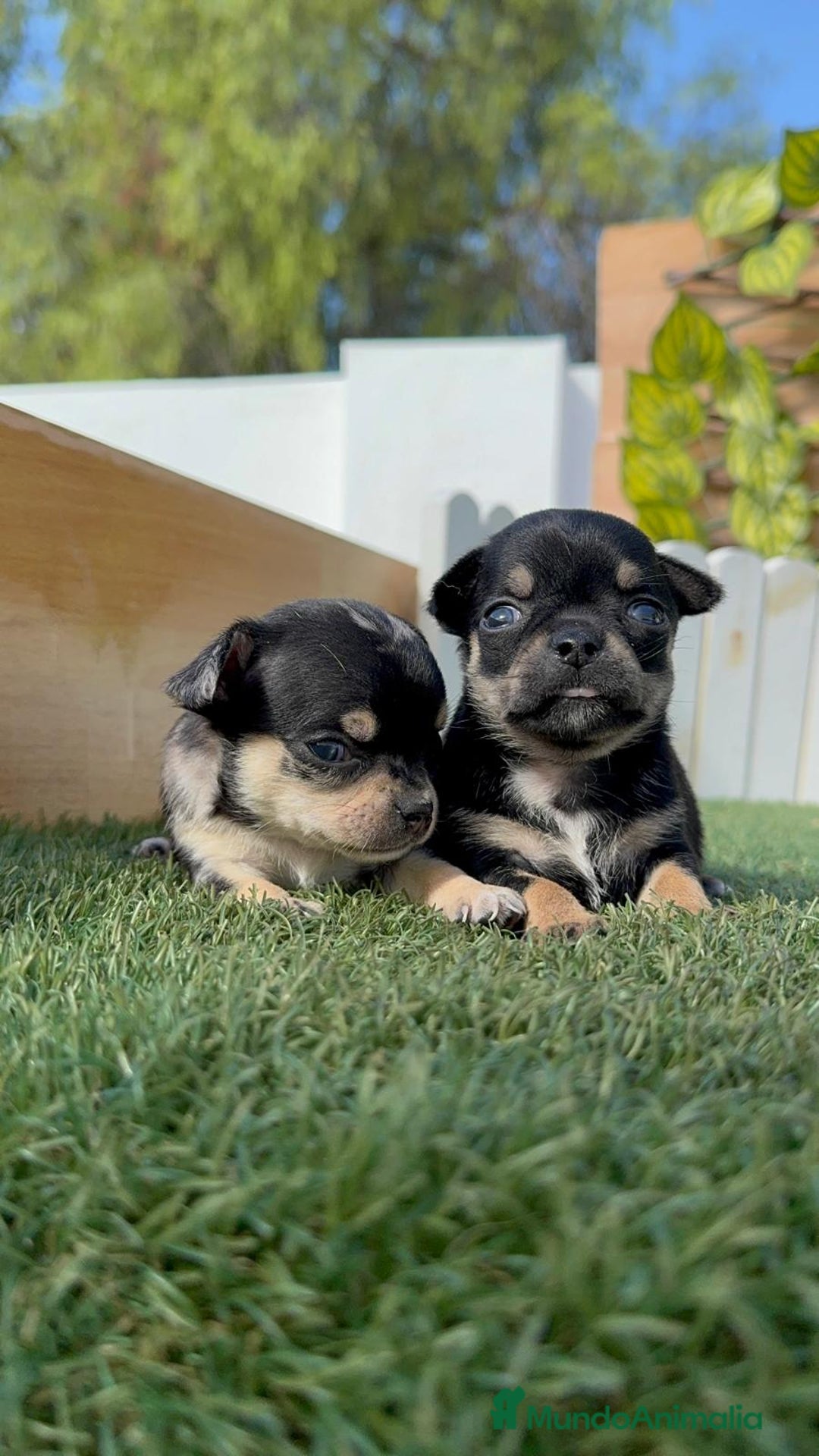 Chihuahua perros en venta: CHIHUAHUA-OJOS AZULES - Imagen 17