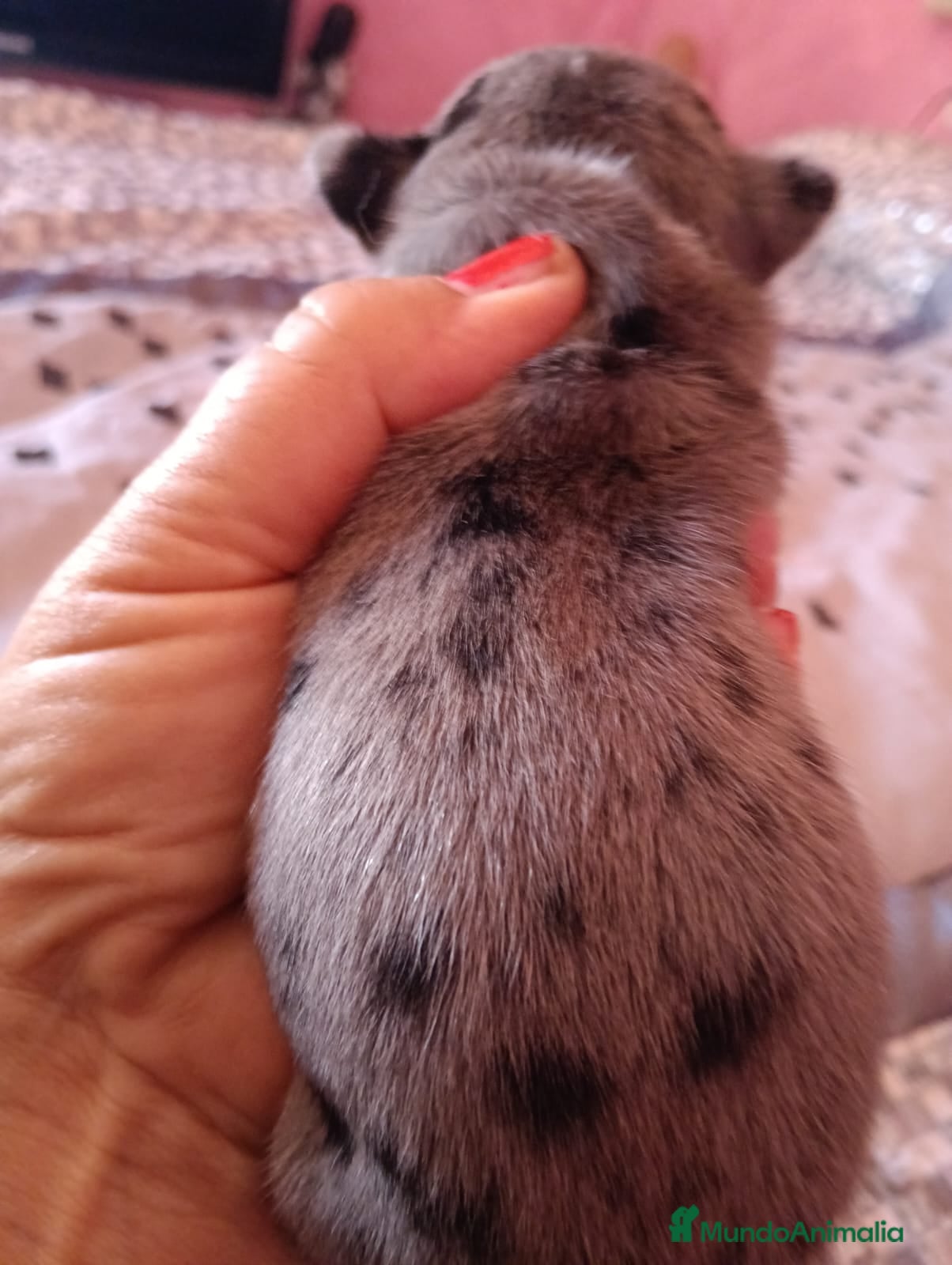 Chihuahua perros Hembra chihuahua toys  - Anuncio 1