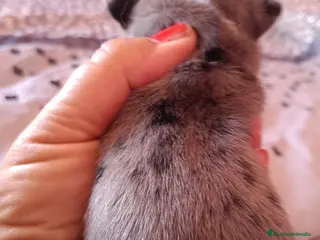 Chihuahua perros Hembra chihuahua toys - Anuncio 1