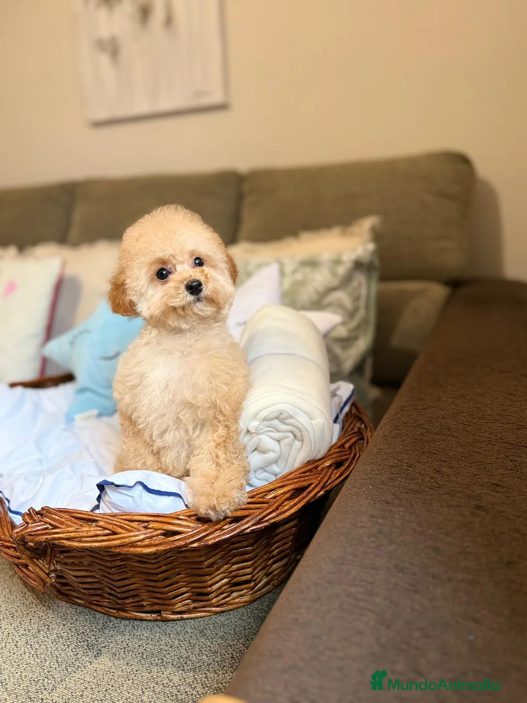 Caniche Toy perros en venta: Caniche Toy lista para entregar !! - Anuncio 2