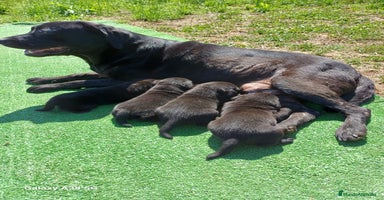 Labrador Retriever perros - Propaganda 7
