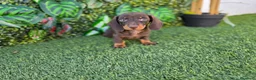 Teckel perros en venta: TECKEL MINI & KANNINCHEN - Anuncio 9