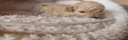 Caniche Toy perros en venta: Preciosos Toys APRICOT  en Toledo - Anuncio 9
