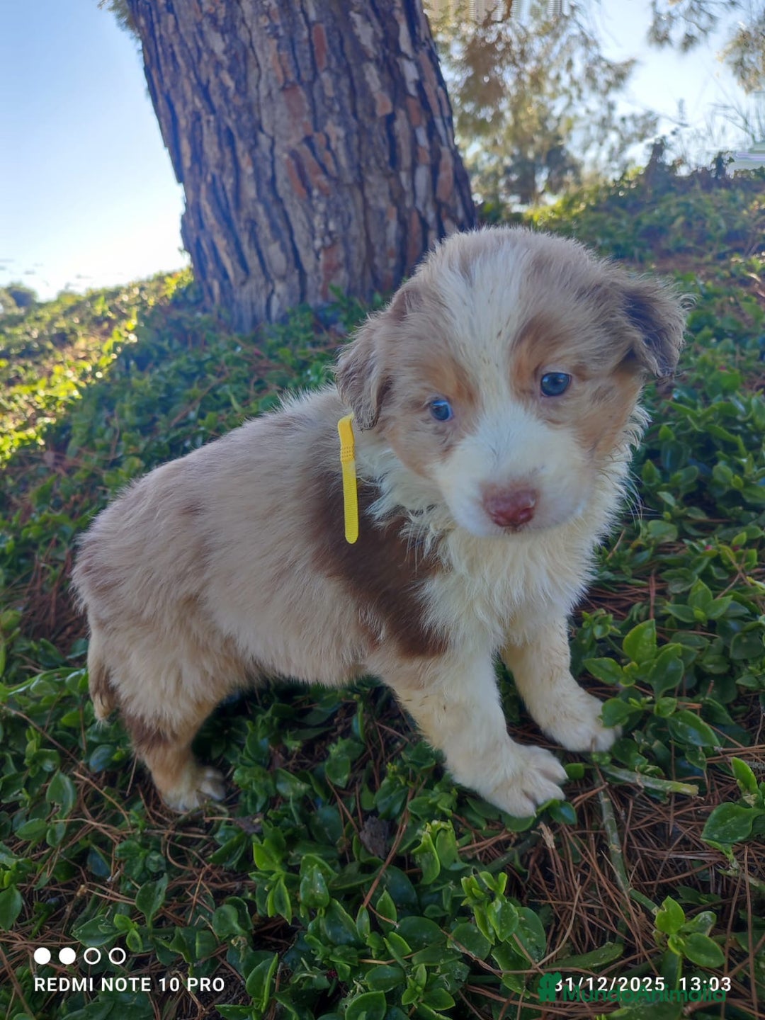 Pastor Australiano perros en venta: PASTOR AUSTRALIANO  - Anuncio 9