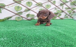 Teckel Miniatura perros en venta: TECKEL MINIATURA CHOCOLATE  - Imagen 1