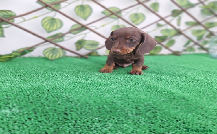 Teckel Miniatura perros - Anuncio 2