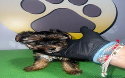 Yorkshire Terrier perros en venta: YORKSHIRE BEBE 🧡 - Imagen 1