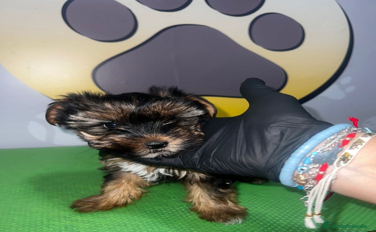 Yorkshire Terrier perros en venta - Anuncio 1