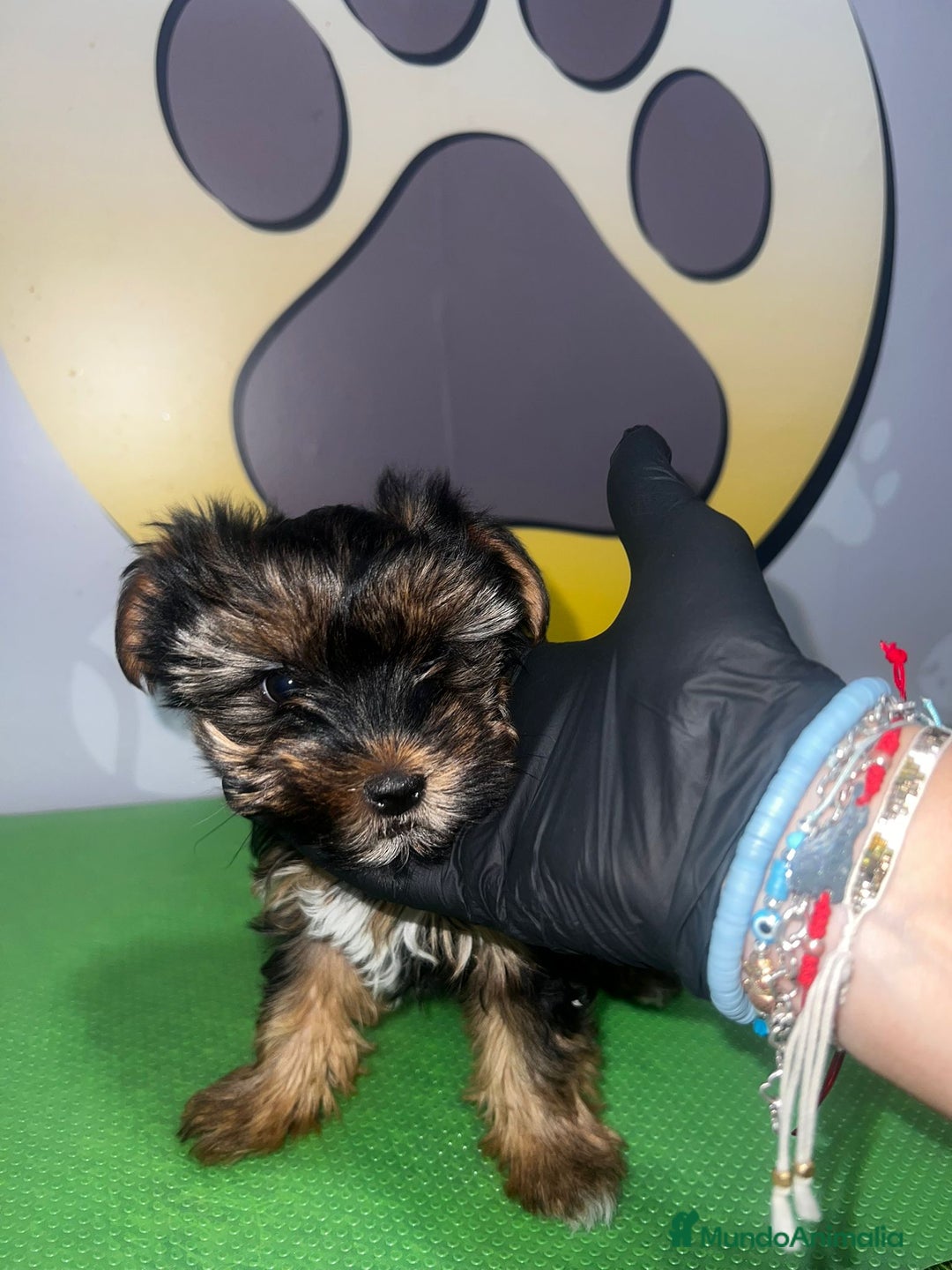 Yorkshire Terrier perros en venta: YORKSHIRE BEBE 🧡 - Imagen 1