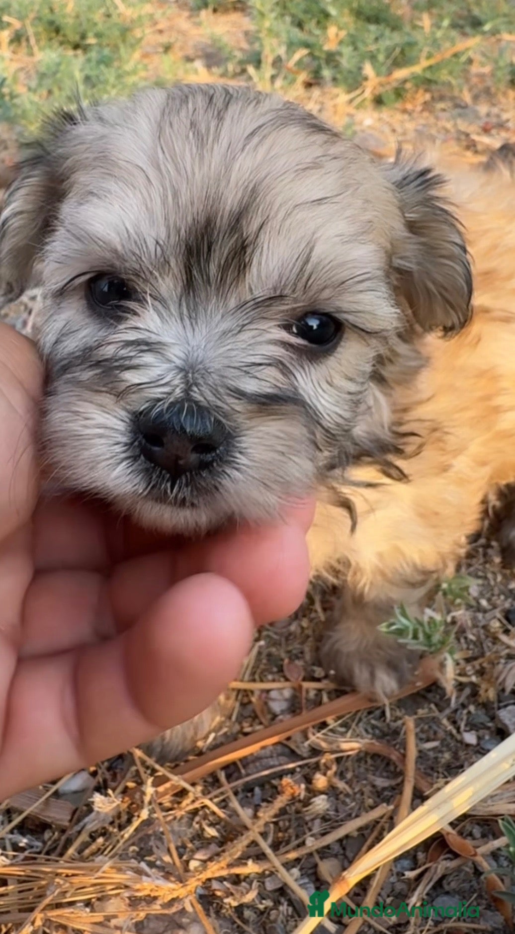 Morkie perros 🌸🐶 PRECIOSOS CACHORRITOS MORKIE 💗 - Anuncio 1