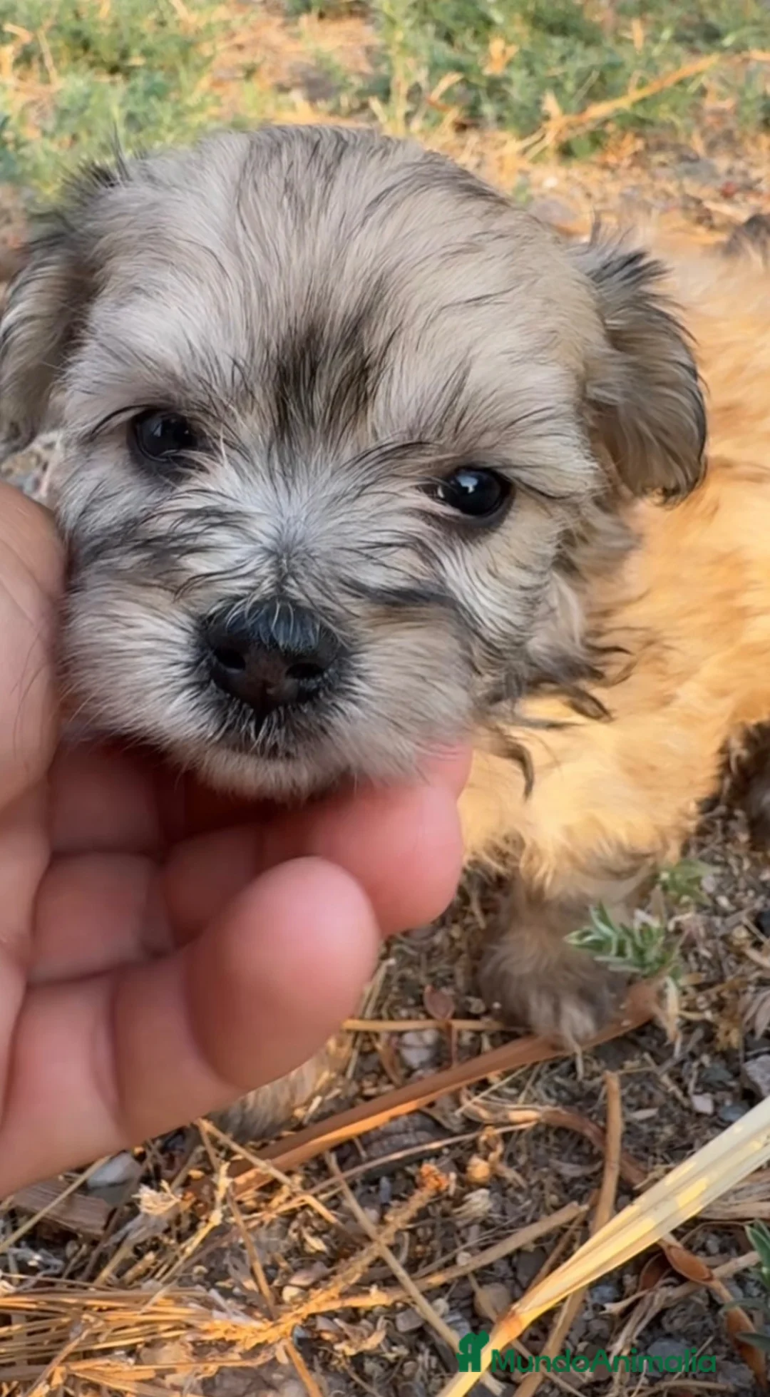 Morkie perros en venta: 🌸🐶 PRECIOSOS CACHORRITOS MORKIE 💗 - Anuncio 1