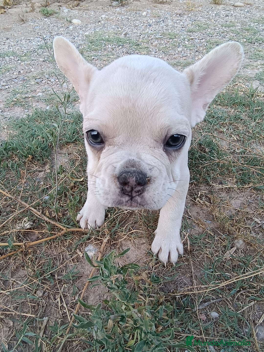 Bulldog Francés perros Cachorros Bulldog Frances - Anuncio 1