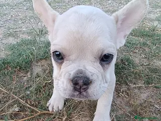Bulldog Francés perros Cachorros Bulldog Frances - Anuncio 1