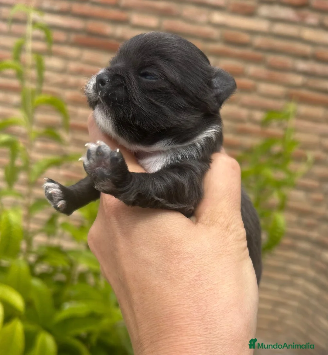 Chihuahua perros en venta: Preciosos chihuahuas🐾💙 - Anuncio 2
