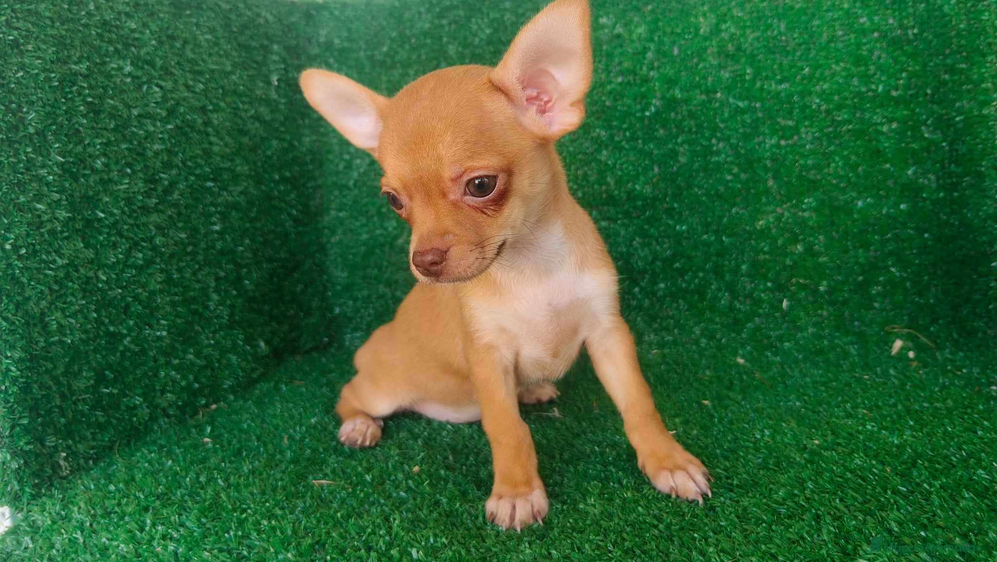 Chihuahua perros en venta: Chihuahua  - Anuncio 5
