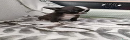 Chihuahua perros en venta: Chihuhuas toy  - Anuncio 2
