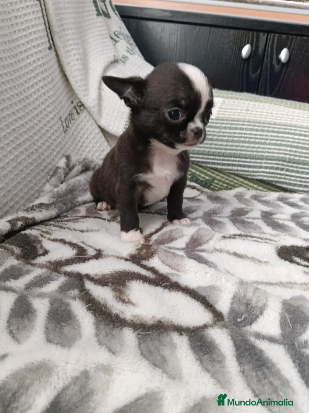 Chihuahua perros en venta: Chihuhuas toy  - Anuncio 2