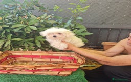 Bichón Maltés perros en venta: Bichon maltes toy - Imagen 5