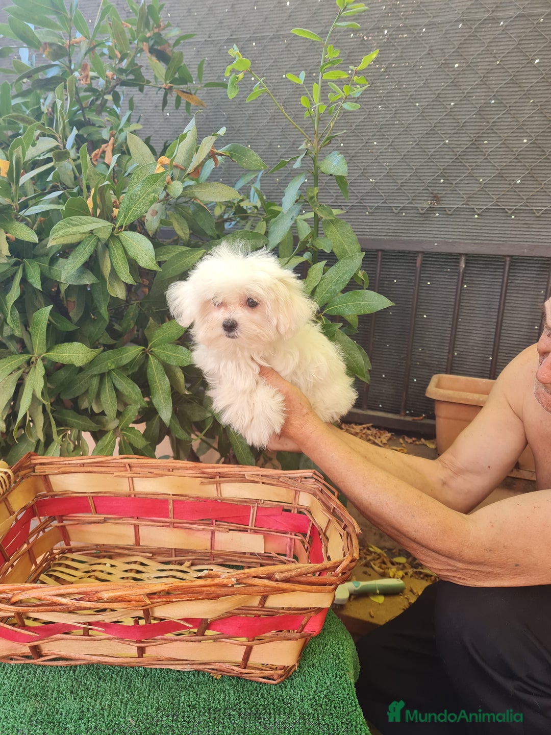 Bichón Maltés perros en venta: Bichon maltes toy - Imagen 5