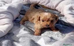 Caniche Toy perros en venta: Caniche toy Hembra y macho  - Anuncio 2